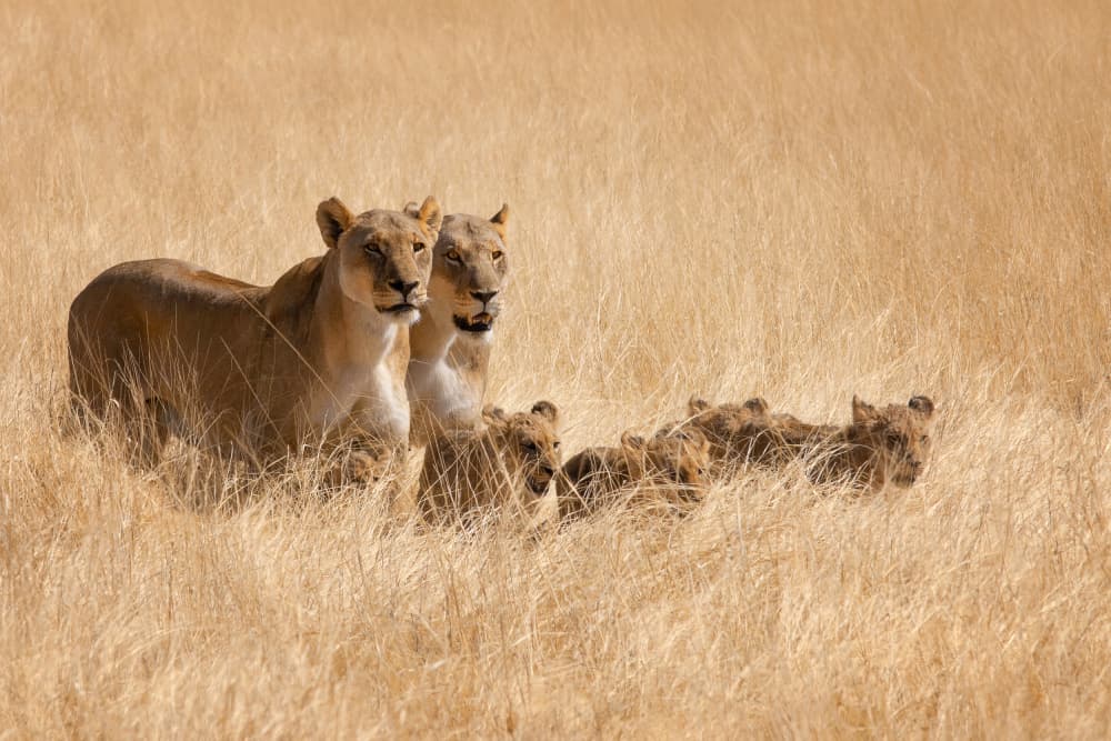 Savanna Lion Family by Mathilde Guillemot — canvas wall art