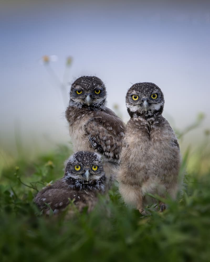 Three Curious Owlets by Ti Wang — canvas wall art