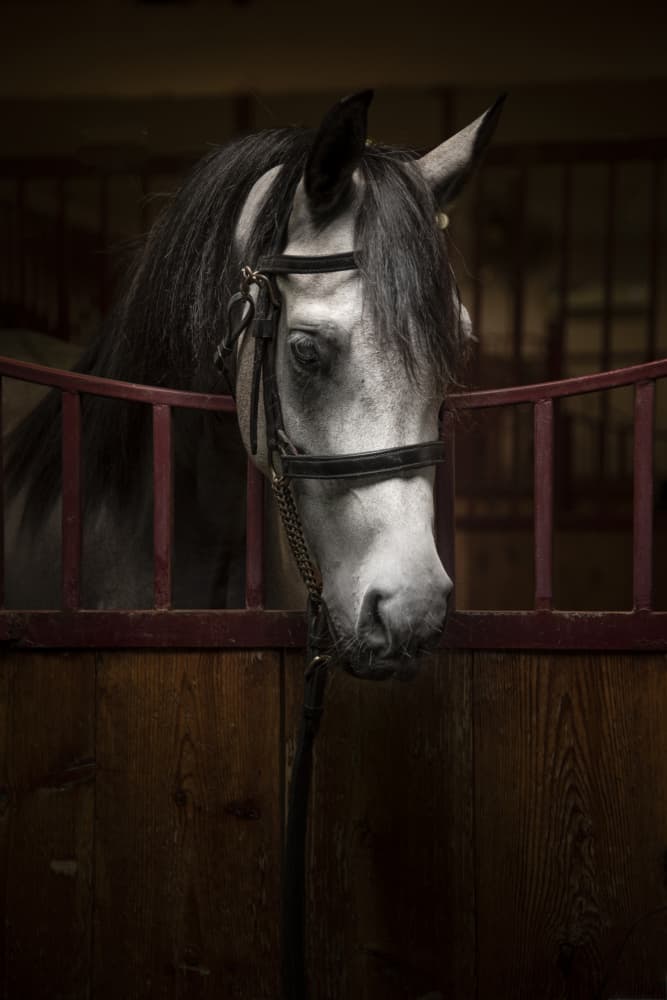 Dignified Horse Portrait by Yomn Almonla 🇸🇦 — canvas wall art