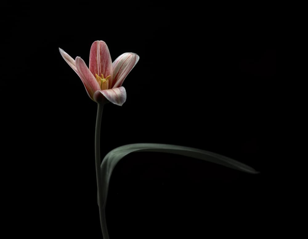 Elegant Pink Tulip by Lotte Grønkjær — canvas wall art