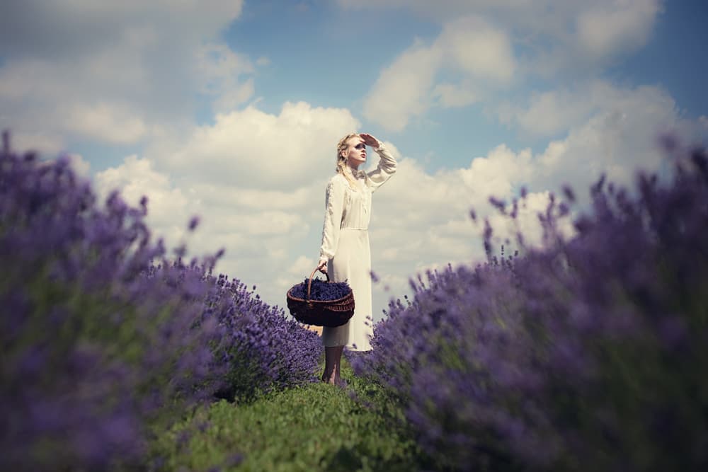 Lavender field by Dorota Gorecka — canvas wall art