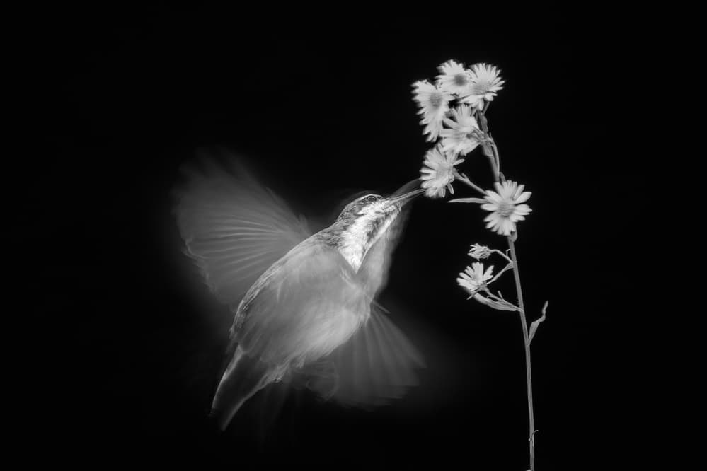 Hummingbird Nectar Bloom by Gunarto Song — canvas wall art