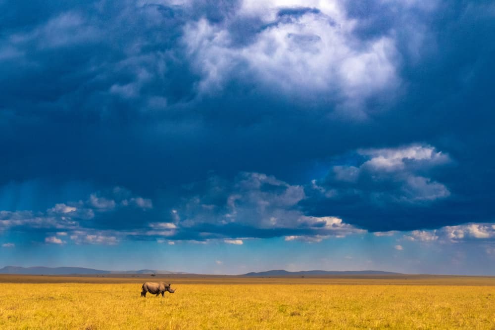 Majestic Rhino Storm Clouds by Saurabh Dhanorkar — canvas wall art