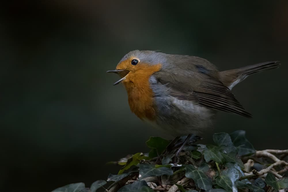 Singing Robin by alberti Patrick — canvas wall art
