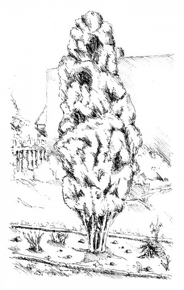 Tall Tree Garden Sketch by Kulik — canvas wall art