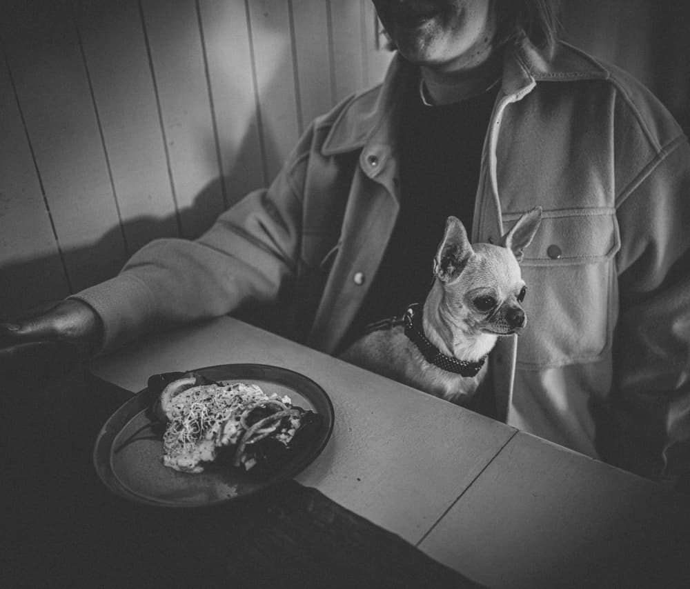 Chihuahua At The Table by Alex Ogazzi — canvas wall art