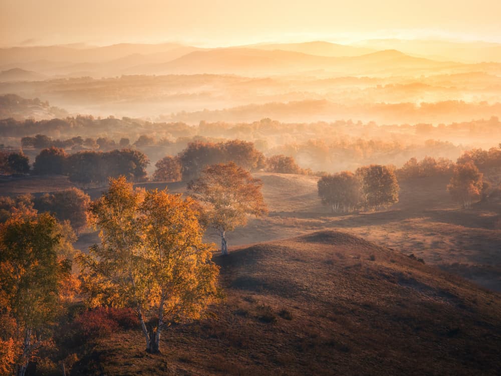 Golden Autumn Mist by Yuan Cui — canvas wall art