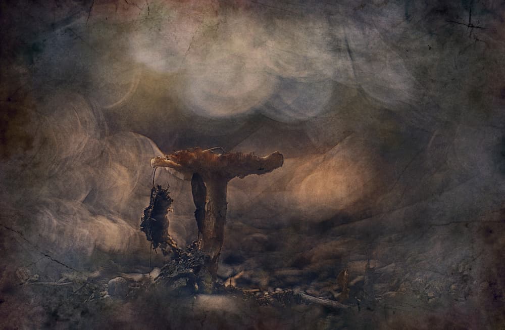 Moody Forest Mushroom by Jan van der Linden — canvas wall art