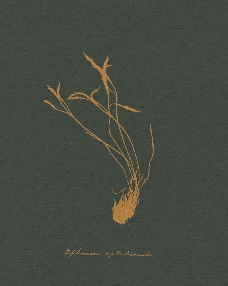 Golden Botanical Illustration by Wild Violets — canvas wall art