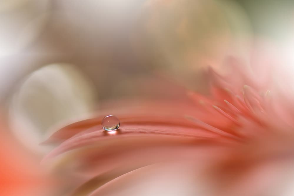 Soft Flower Droplet by Juliana Nan — canvas wall art