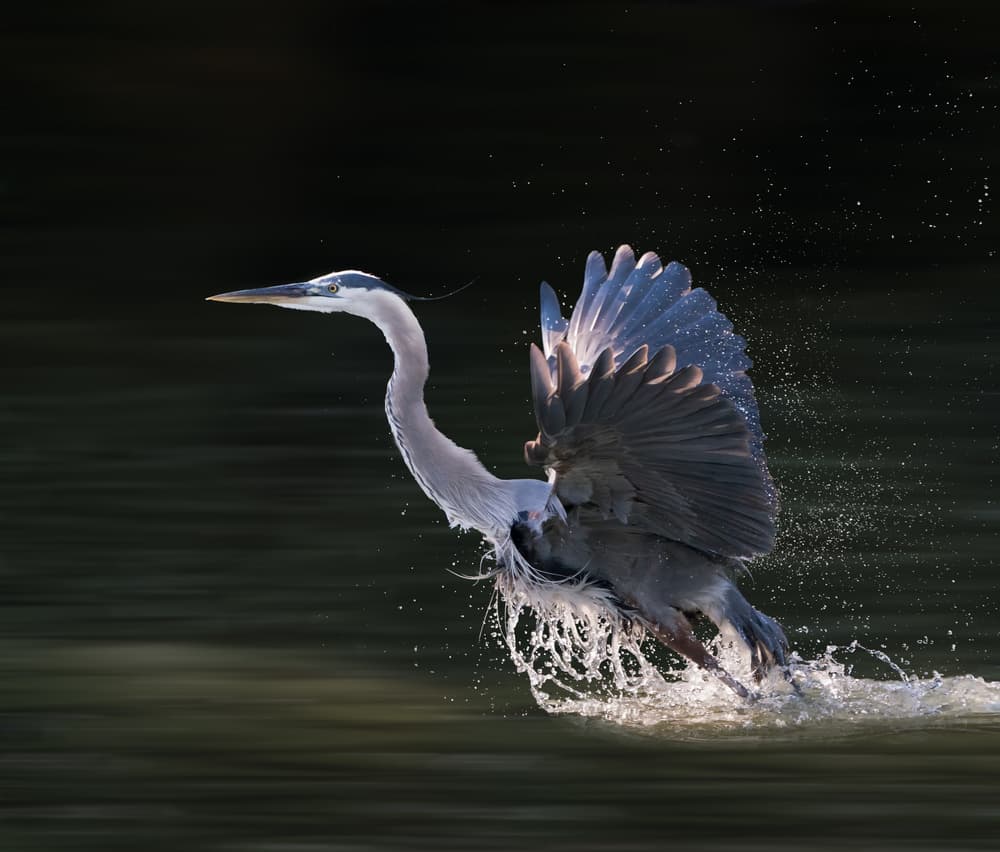 Blue Heron Taking Flight by Alex Li — canvas wall art