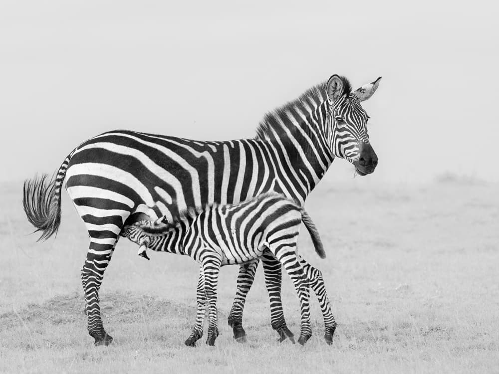 Wild Zebra Mother and Foal by Yun Thwaits — canvas wall art