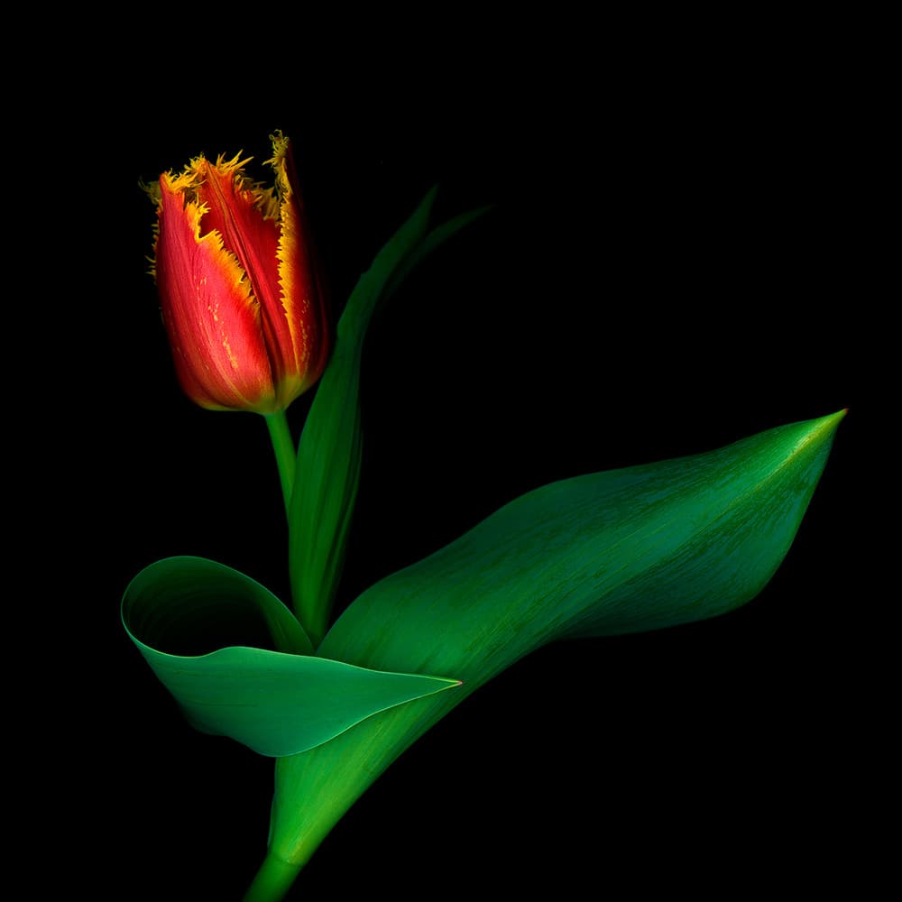 Elegant Fringed Tulip by INIGO CIA — canvas wall art