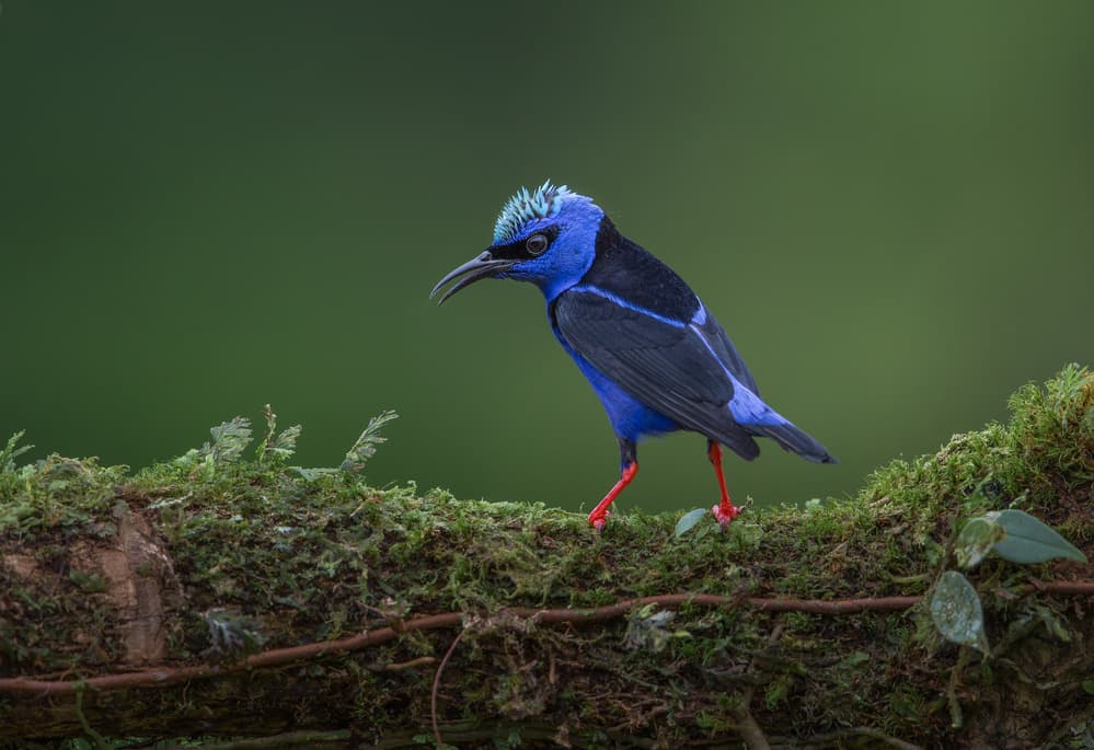 Vibrant Blue Jungle Bird by Greg Barsh — canvas wall art