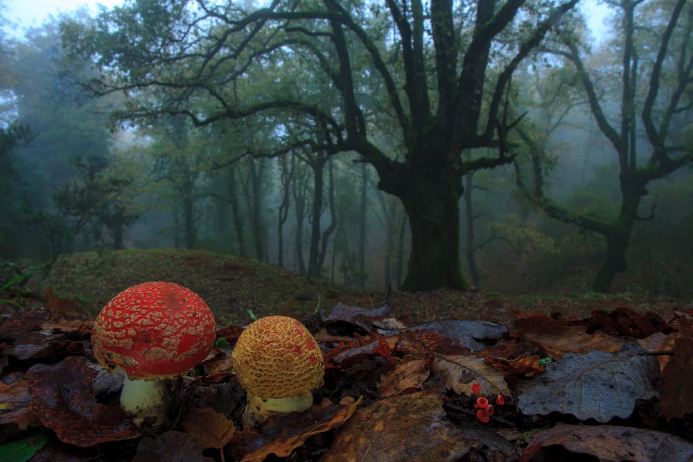 Misty Forest Mushrooms by Andres Miguel Dominguez — canvas wall art