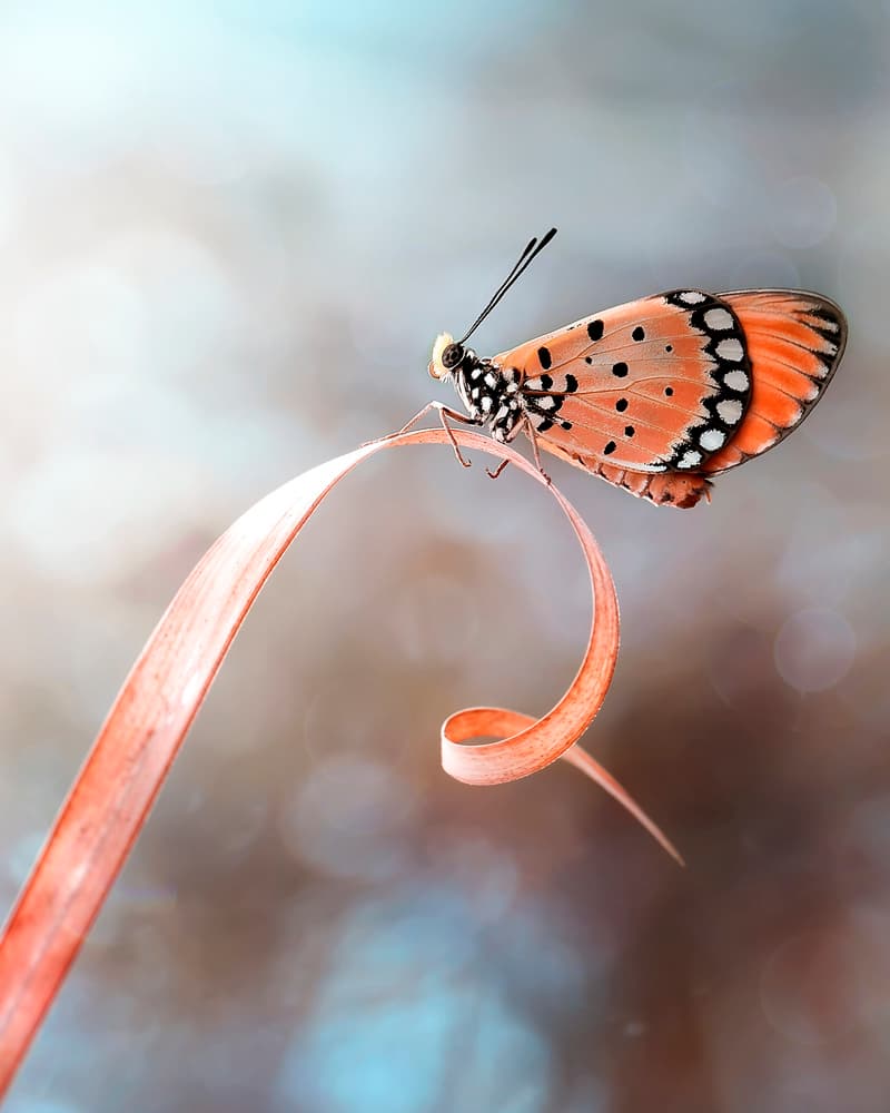 Graceful Orange Butterfly by Fauzan Maududdin — canvas wall art