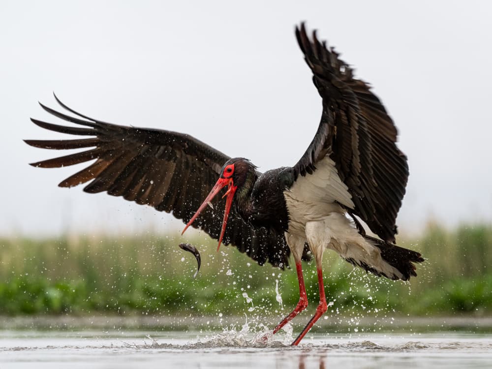 Black Stork Catches Fish by John J. Chen — canvas wall art