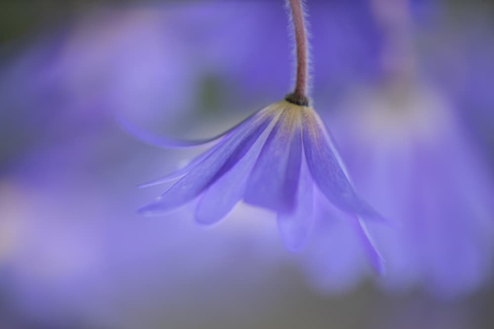 Gentle Purple Bloom by Penny Myles — canvas wall art