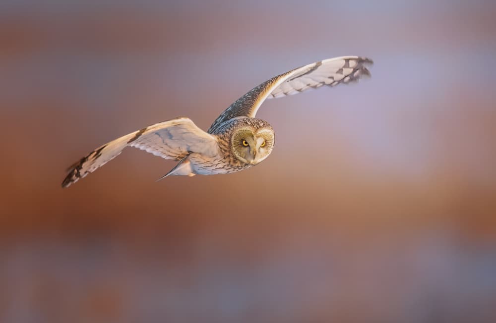 Majestic Owl in Flight by Tao Huang — canvas wall art