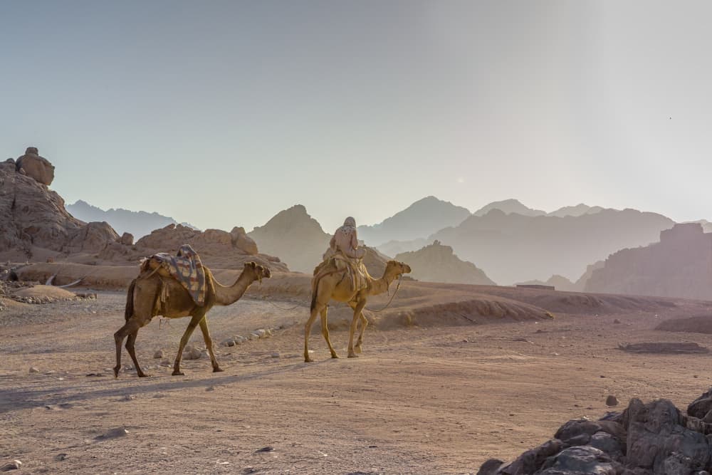 Desert Camel Journey by Andrea Auf dem Brinke — canvas wall art