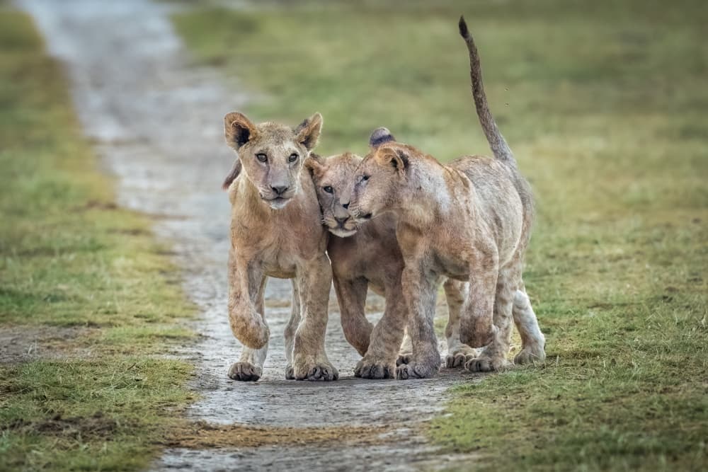 Playful Lion Cubs by Jeffrey C. Sink — canvas wall art