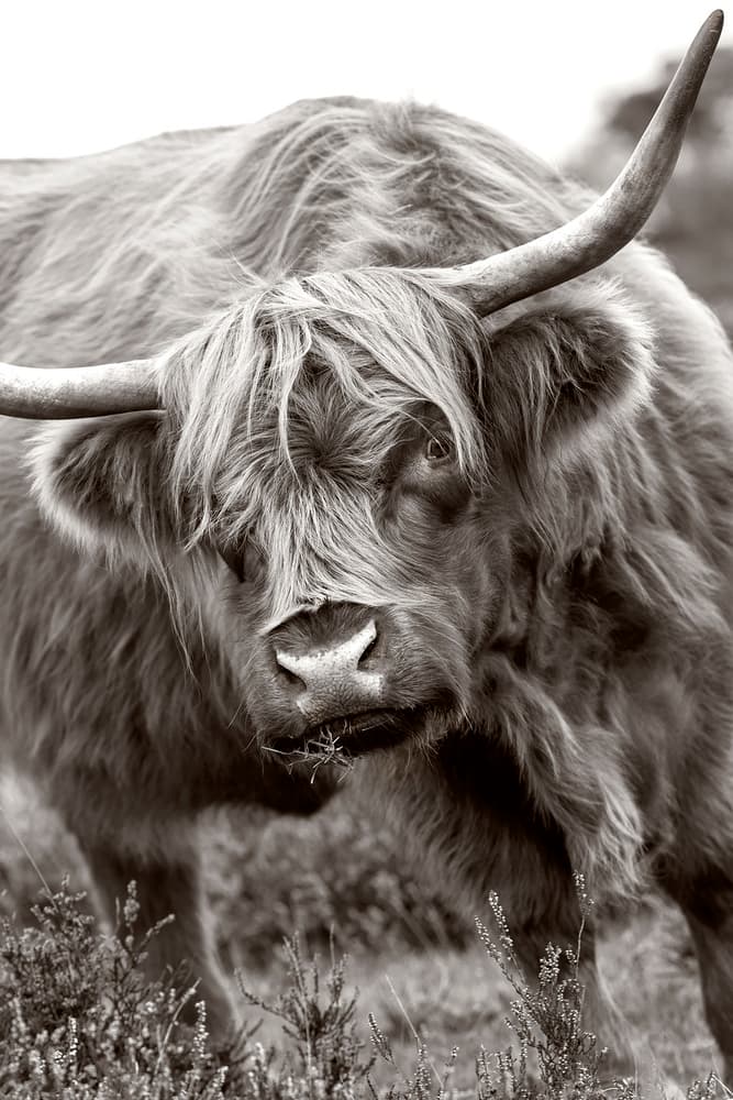 Majestic Highland Cow by Jacky Parker — canvas wall art