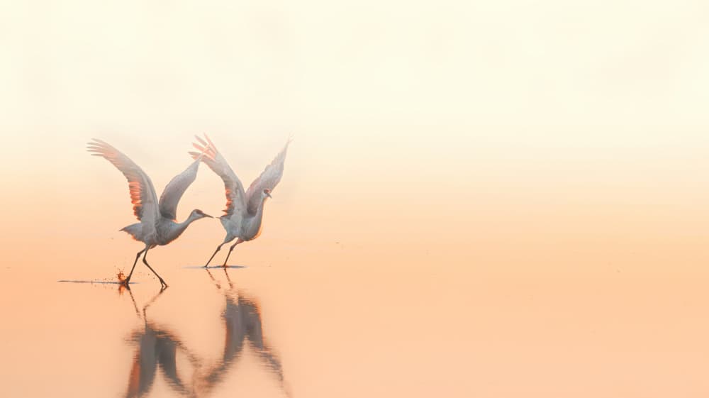 Cranes in Golden Light by ANNA AN — canvas wall art