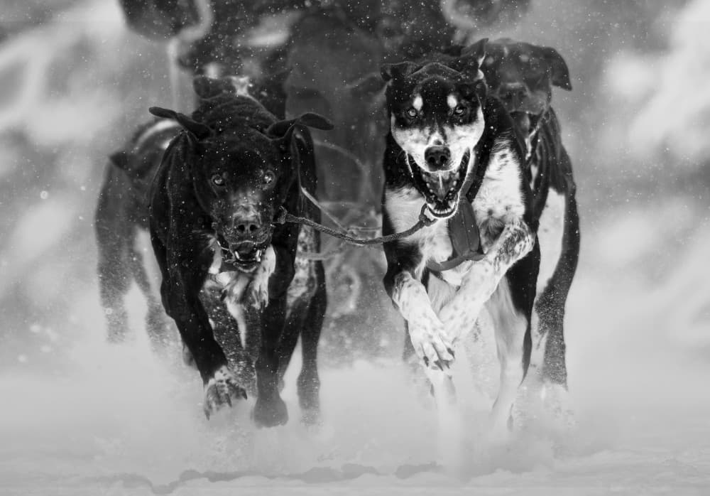 Powerful Sled Dogs by Leeian Dai — canvas wall art