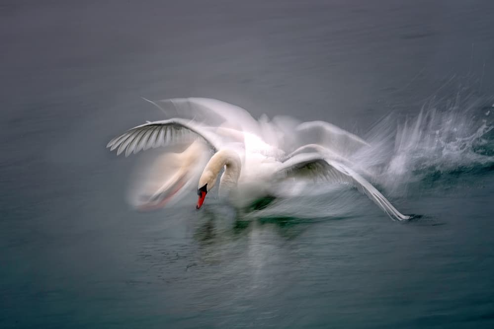 Landing Swan by Milan Malovrh — canvas wall art