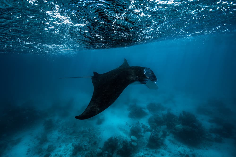 Majestic Manta Ray Underwater by Barathieu Gabriel — canvas wall art