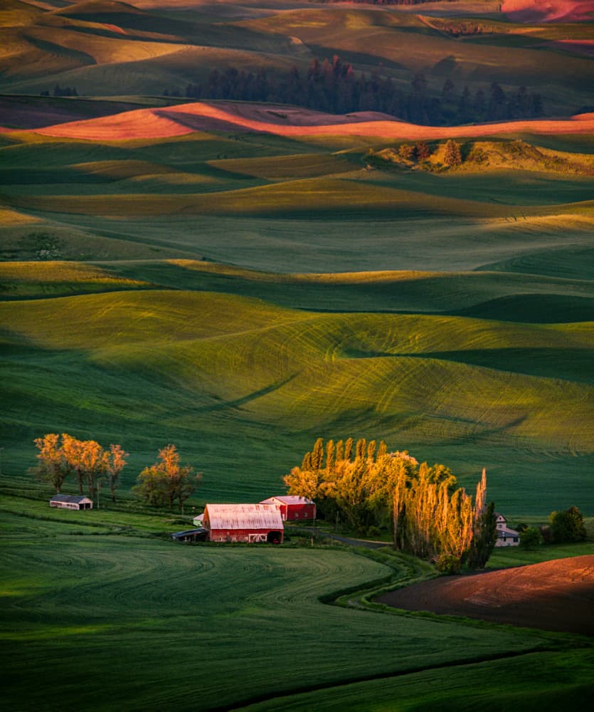 Golden Light Farmstead by Alice Sheng — canvas wall art