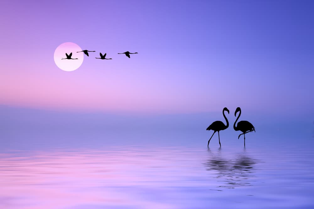 Flying Flamingo by Bess Hamiti — canvas wall art