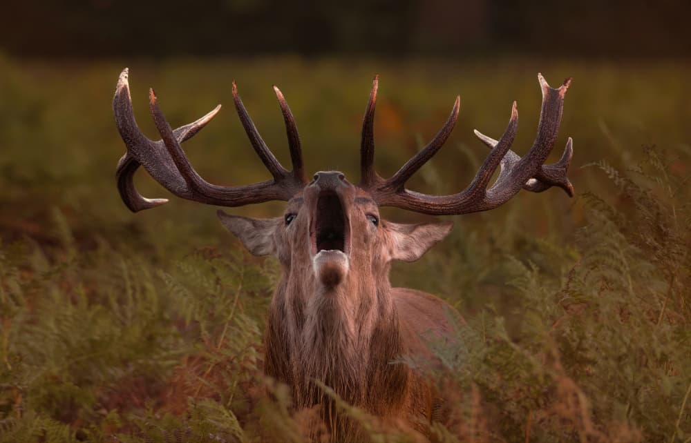 Roaring Red Stag by Cristian Vasile — canvas wall art
