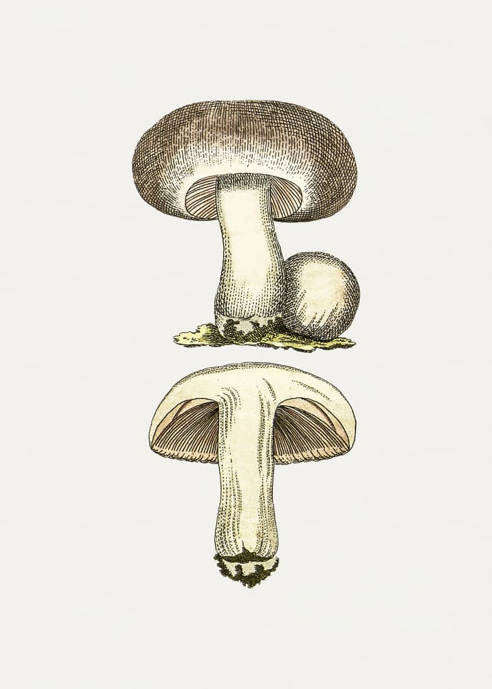 Hand Drawn Field Mushroom Gray by Biodiversity Heritage Library — canvas wall art