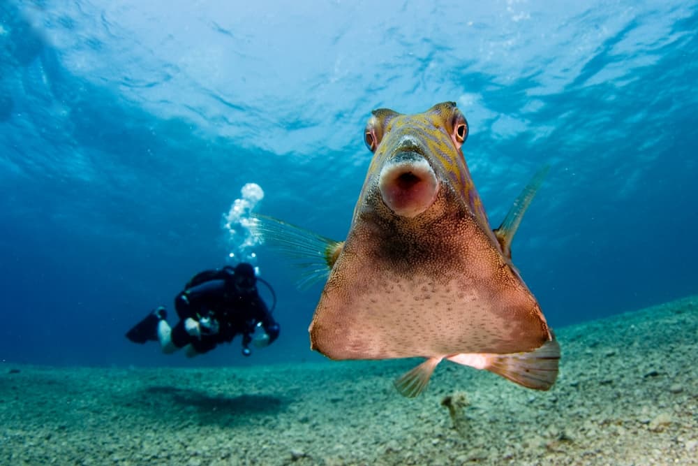 Curious Fish Underwater by Ilan Ben Tov — canvas wall art