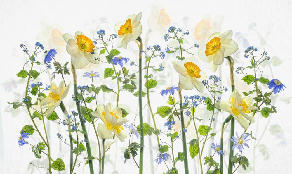 Spring Daffodils and Blues by Lydia Jacobs — canvas wall art