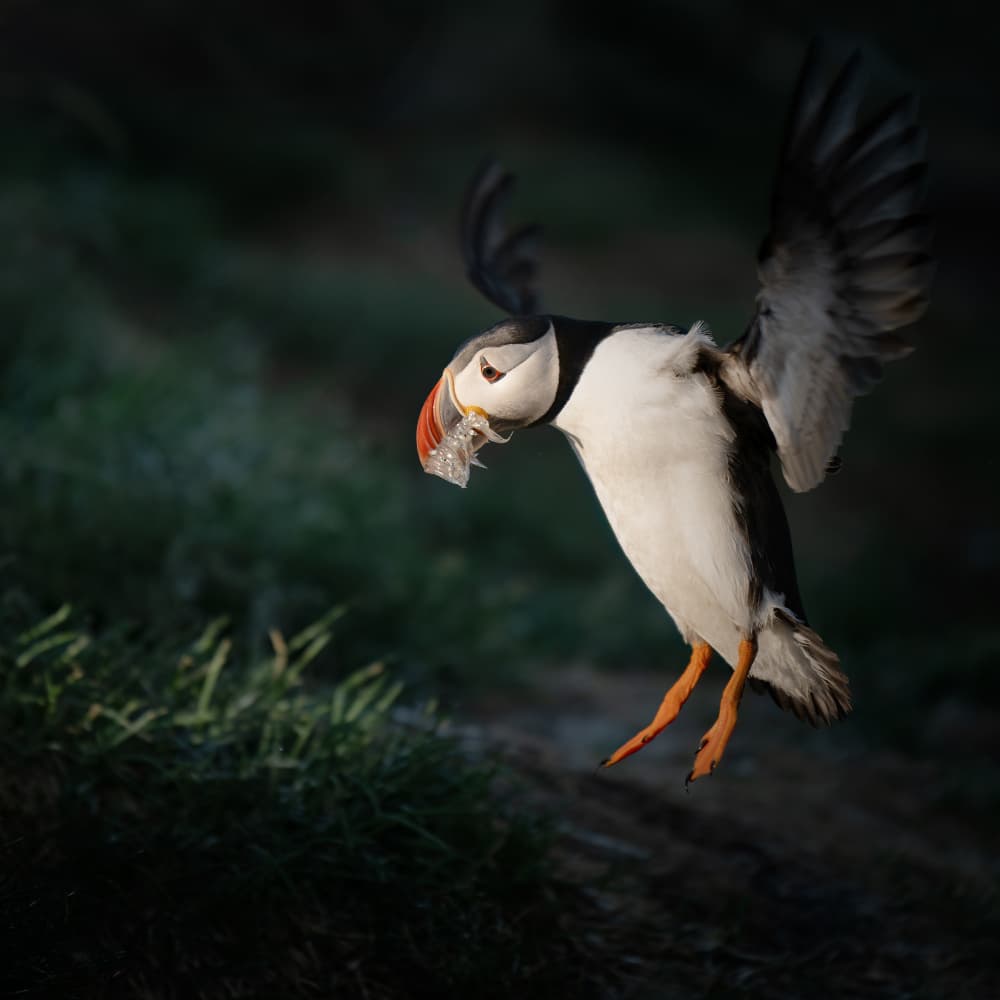 Puffin Plastic Pollution by Chao Feng 天馬 — canvas wall art