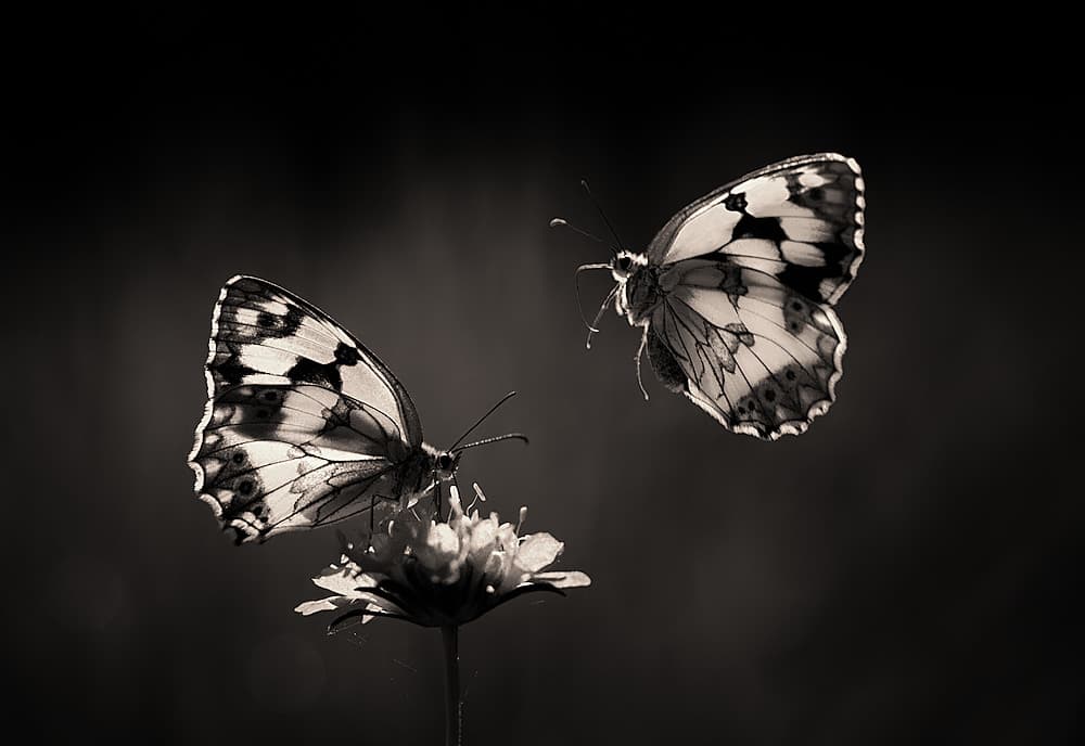 Elegant Butterfly Pair by Jimmy Hoffman — canvas wall art