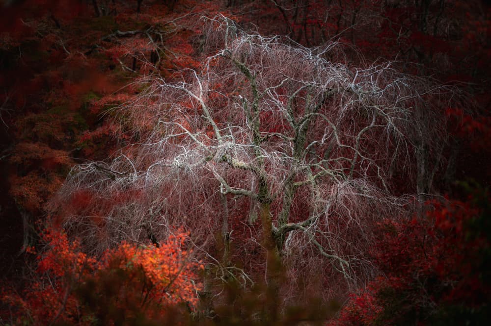 White Tree Red Autumn by Mutsumi Iwakura — canvas wall art
