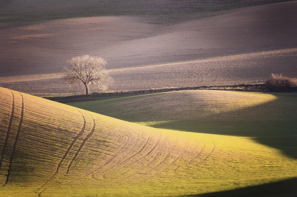 Golden Fields Lone Tree by Lucia Gamez — canvas wall art