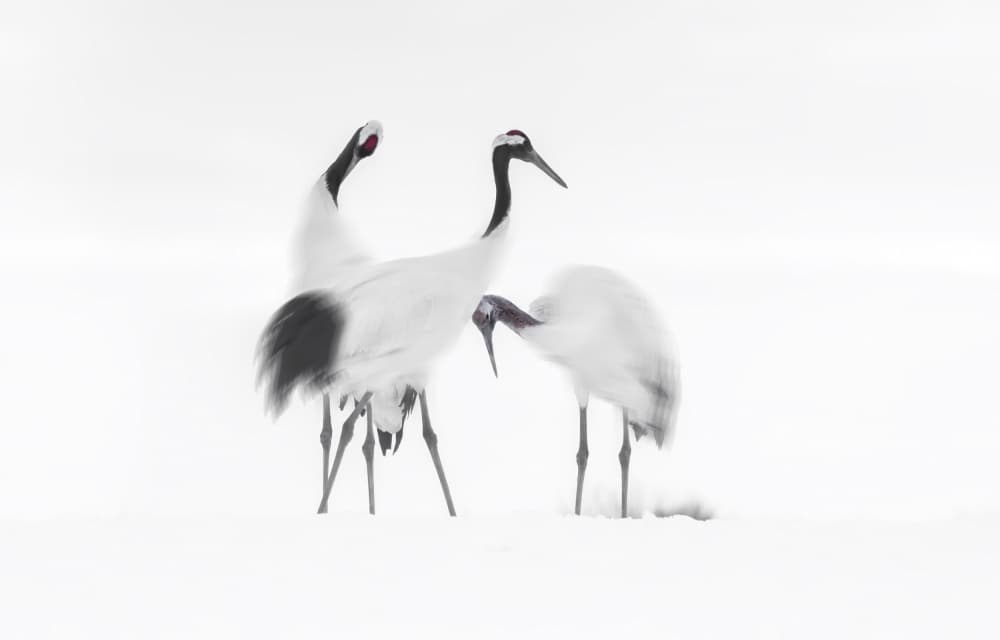 Elegant Cranes Winter Snow by Larry Deng APA — canvas wall art