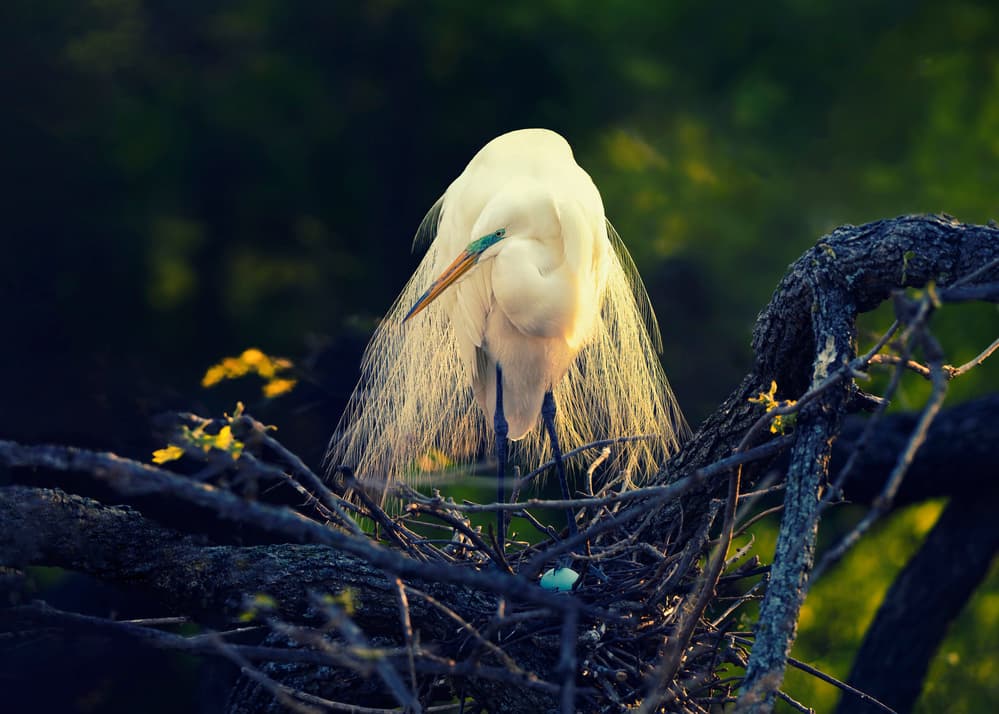 Golden Plume Egret Nest by Qing Zhao — canvas wall art