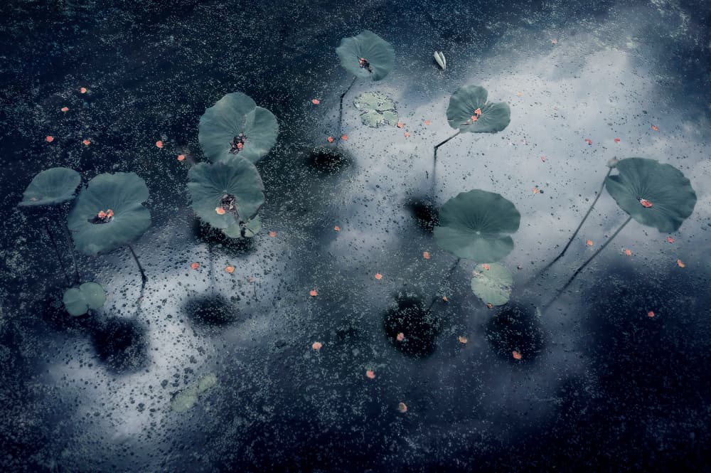 Serene Lotus Pond by Ekkachai Khemkum — canvas wall art