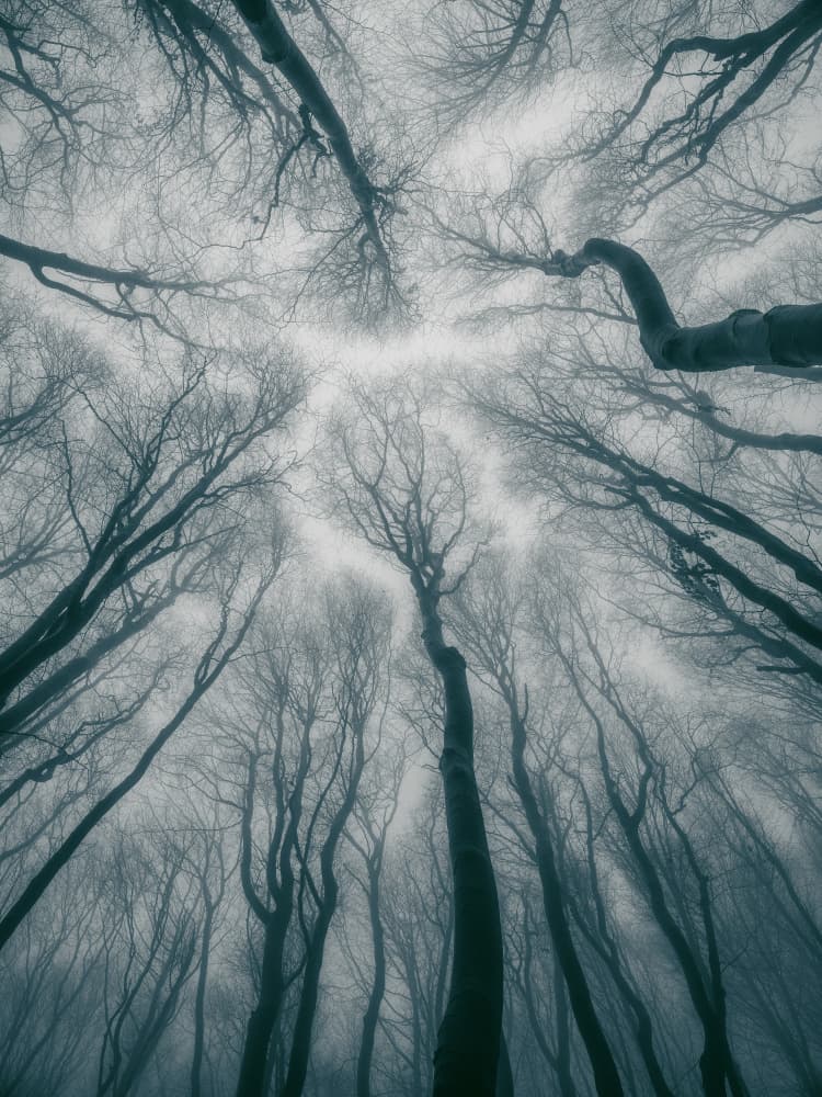 Misty Forest Canopy by Hristo Yordanov — canvas wall art