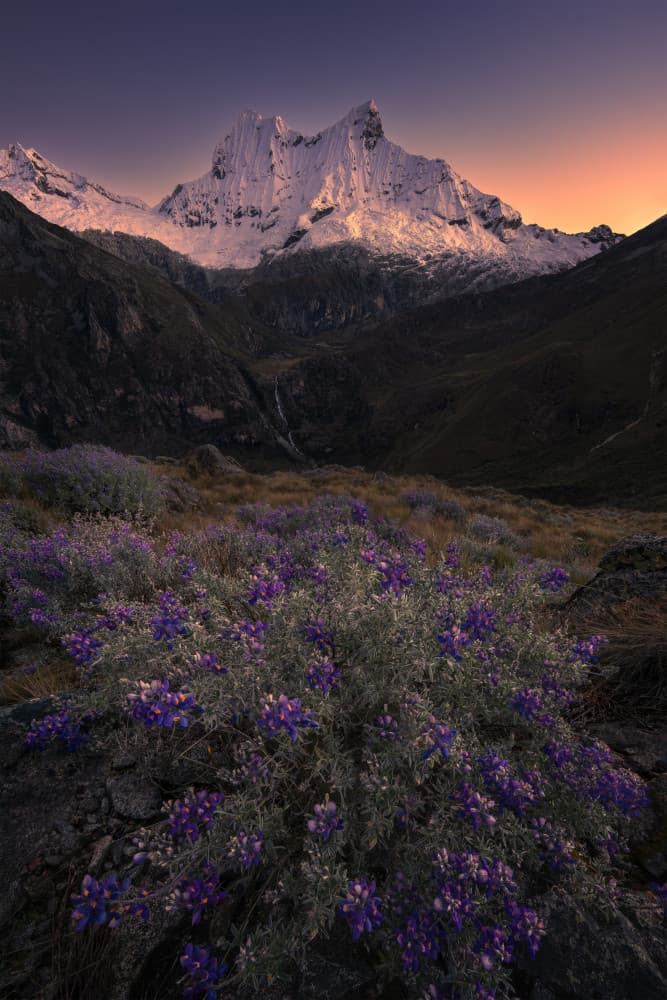 Majestic Peaks Purple Flowers by Ruiqing P. — canvas wall art