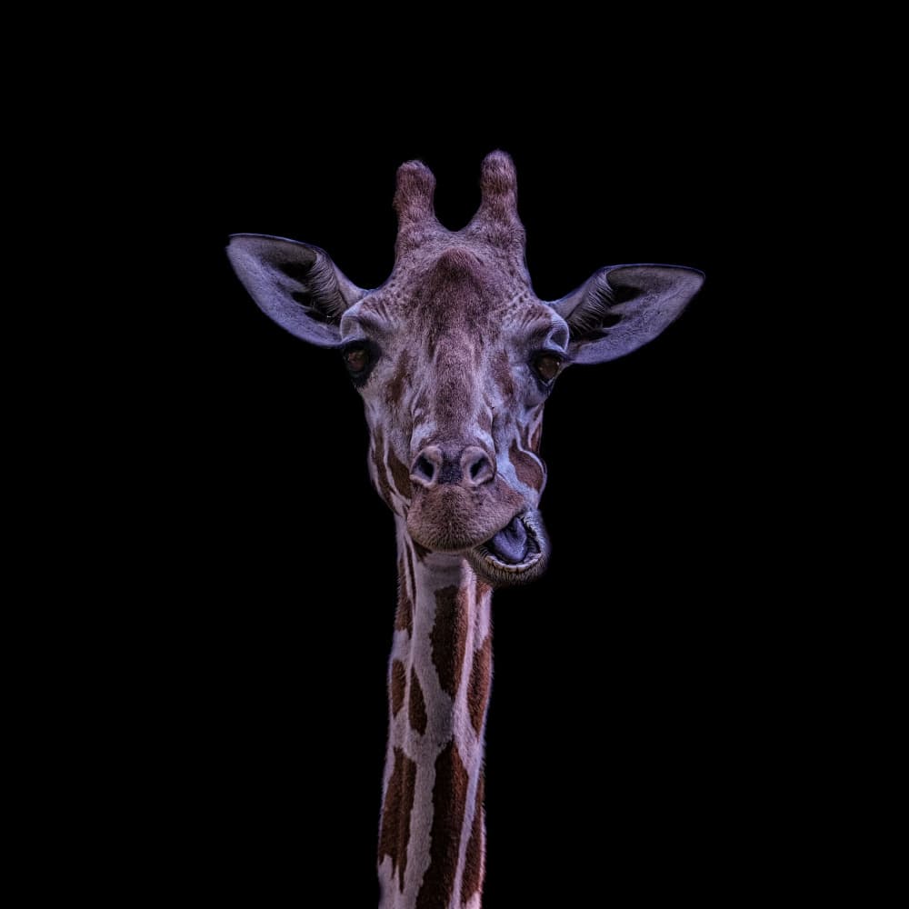 Playful Giraffe Face by Georgios Tsikiridis — canvas wall art