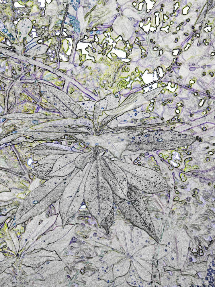 Bright Botanical Sketch by Santhosh ch — canvas wall art