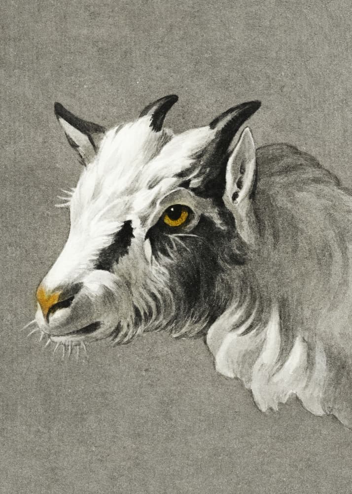 Head of a Goat Portrait Mode by Jean Bernard — canvas wall art