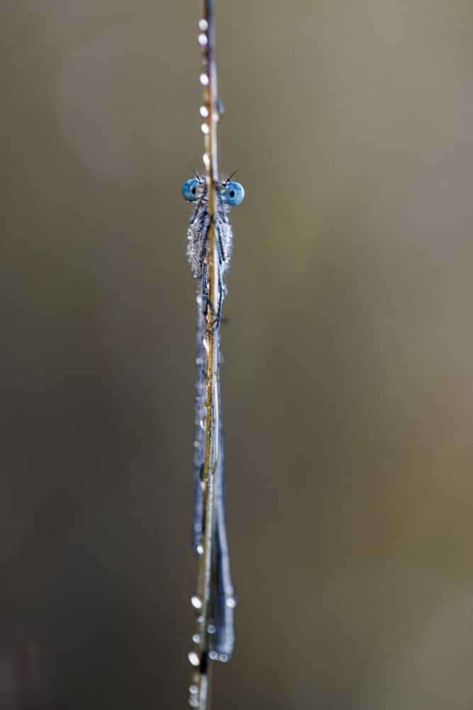 Dewy Blue-Eyed Damselfly by Magnus Renmyr — canvas wall art