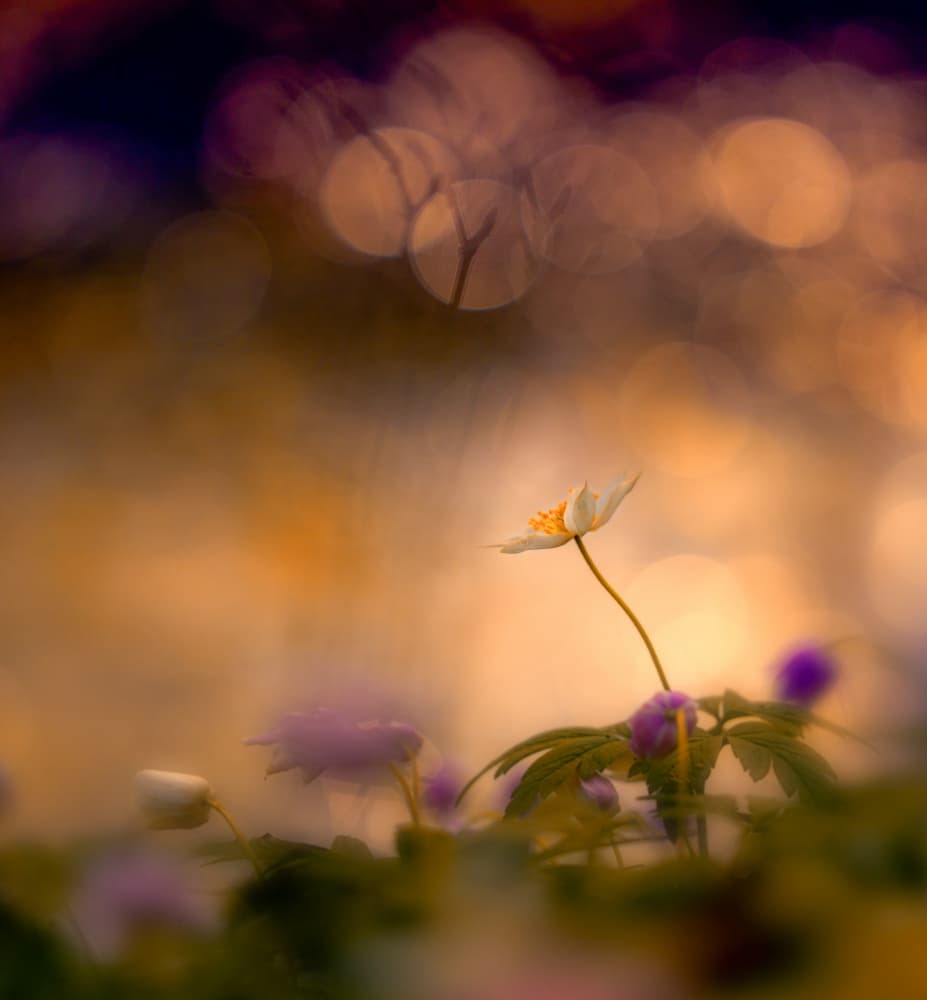 Dreamy Spring Flower Bokeh by Jan van der Linden — canvas wall art